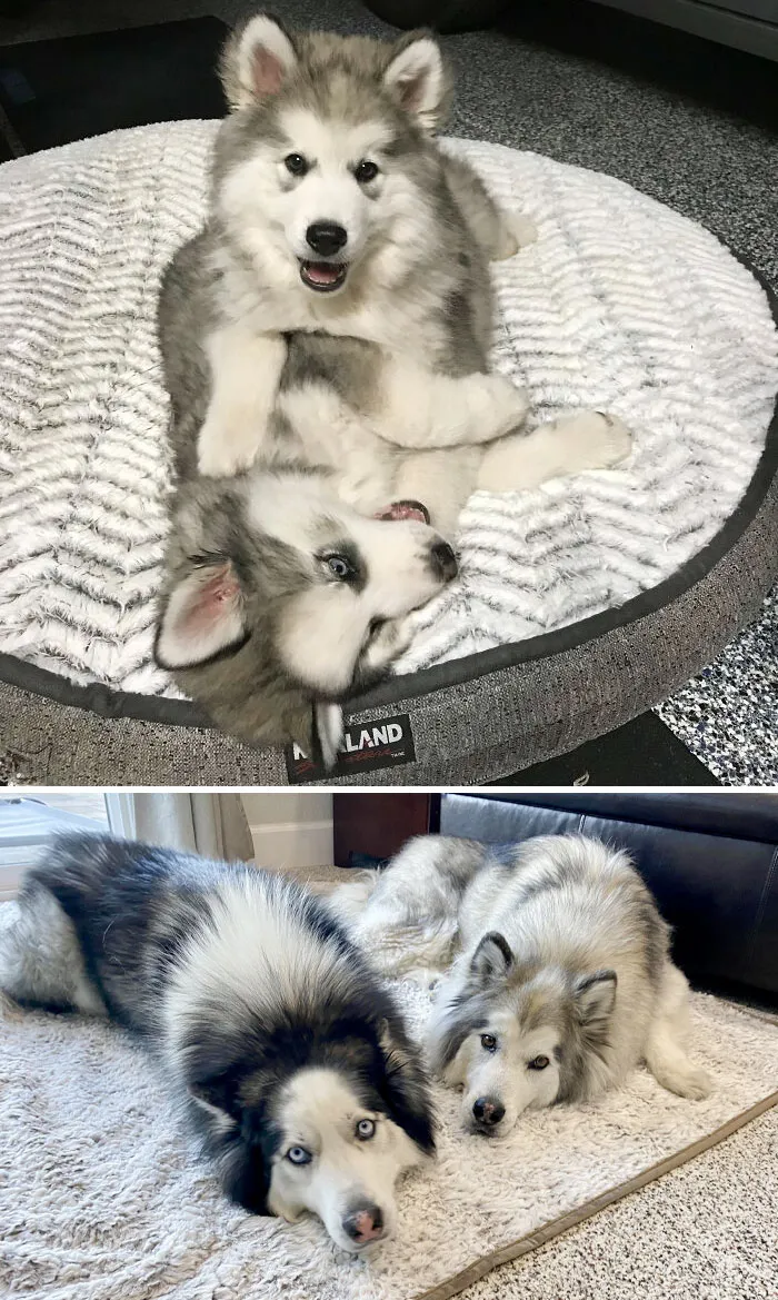 6 Years Between Photos. Happy 6th Birthday To These Two Fuzzballs