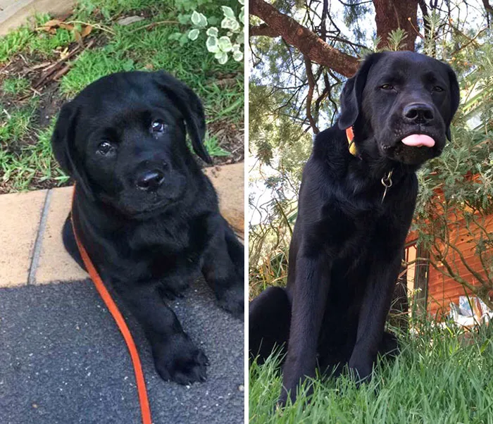 It's My Pupper's 1st Birthday. Happy Birthday, Jago