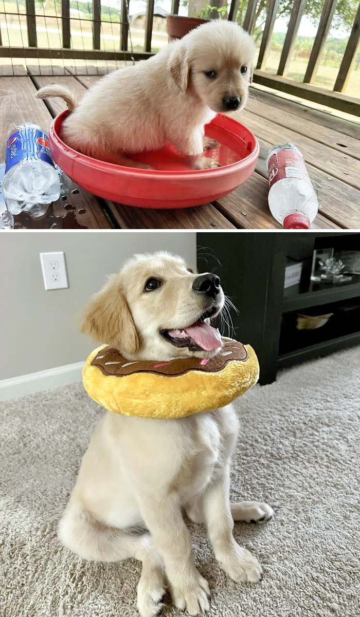 Flash Grew Up In A Flash. From 6 Weeks To 9 Weeks