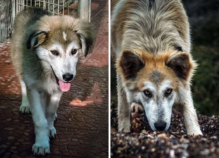 My Boy Became A Wolf
