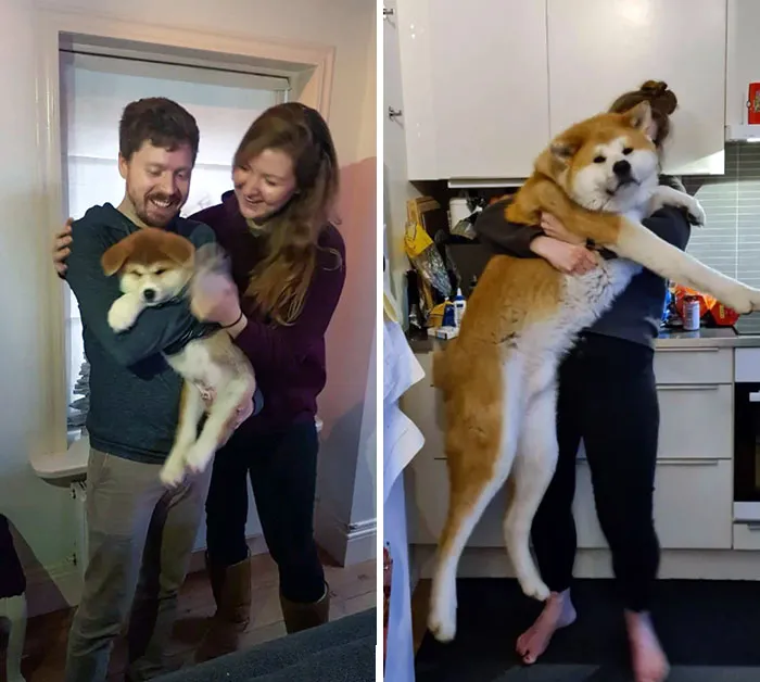 Tonbo At 8 Weeks vs. Tonbo Tonight, 3 Years Later