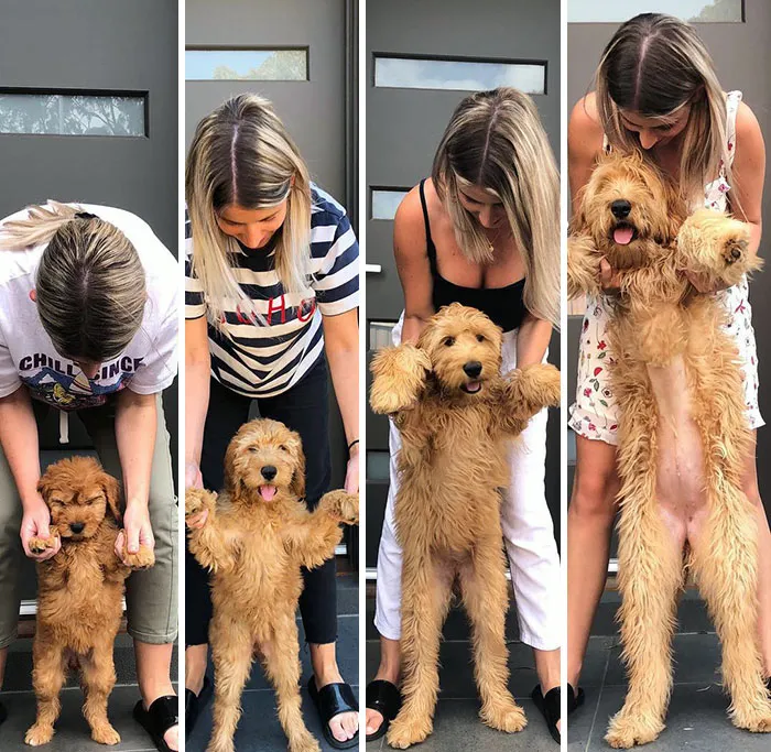My Little Teddy Bear Seems To Keep Growing