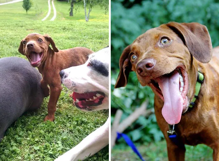 Side-By-Side Comparison Of My Derpy Foster Dog As A Pup And As A Young Adult