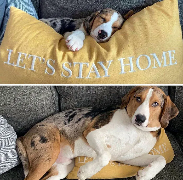Small Boy vs. Big Boy