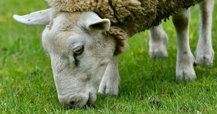 Man Faces Prison Time For Creating ‘Giant' Hybrid Sheep To Offer Bigger Hunting Trophies