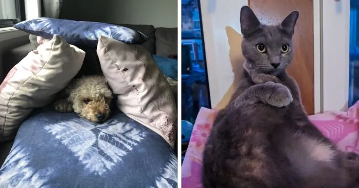 Hey Pandas, What’s The Funniest Picture Of Your Pet That You Have? (Closed)