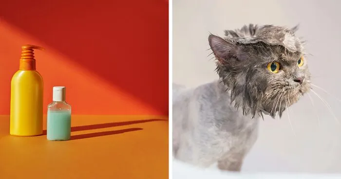 How to Give Your Cat a Flea Bath Without the Drama