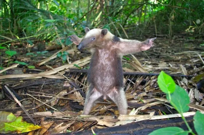 Costa Rica Ant Eater- Will Dance For Ants
