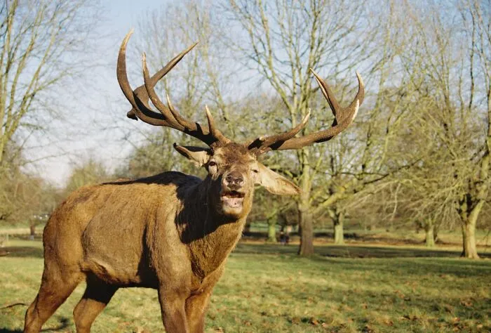 Spent About 25 Minute Slowly Crawling On My Stomach Through Frozen Mud On A Cold Winters Morning, Lining Up The Perfect Shot For The Last Exposure On My Analogue Camera, After Standing Magestically For The Entire Time I Was Crawling, The Second I Take The Shot It Looks Directly At Me And Lets Out The Loudest Burp I've Every Heard