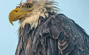 This Facebook Group Is All About “Oof” Wildlife Photos, And They Are So Bad They’re Good