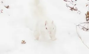 This Facebook Group Is All About “Oof” Wildlife Photos, And They Are So Bad They’re Good