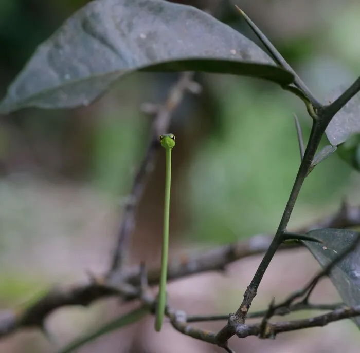 Serpiente de vid común