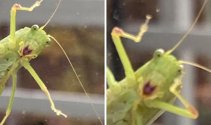 Le intenté hacer una foto a través de la ventana pero me daba la risa