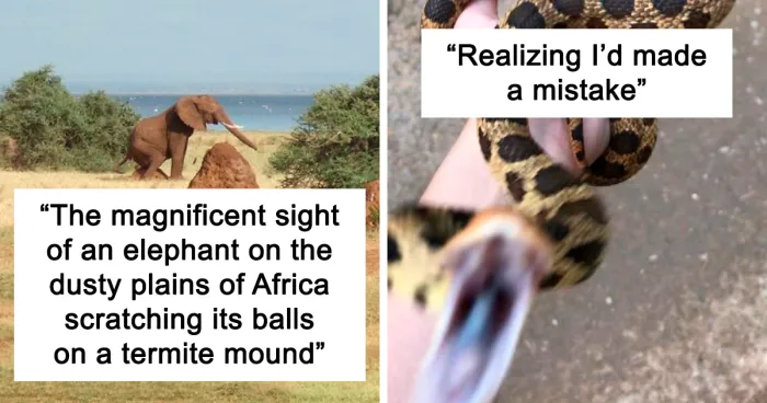 This Facebook Group Is All About “Oof” Wildlife Photos, And They Are So Bad They’re Good