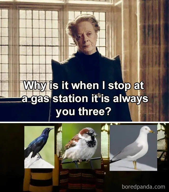 30 Of The Best “Birding Memes” Shared On This Dedicated Facebook Page