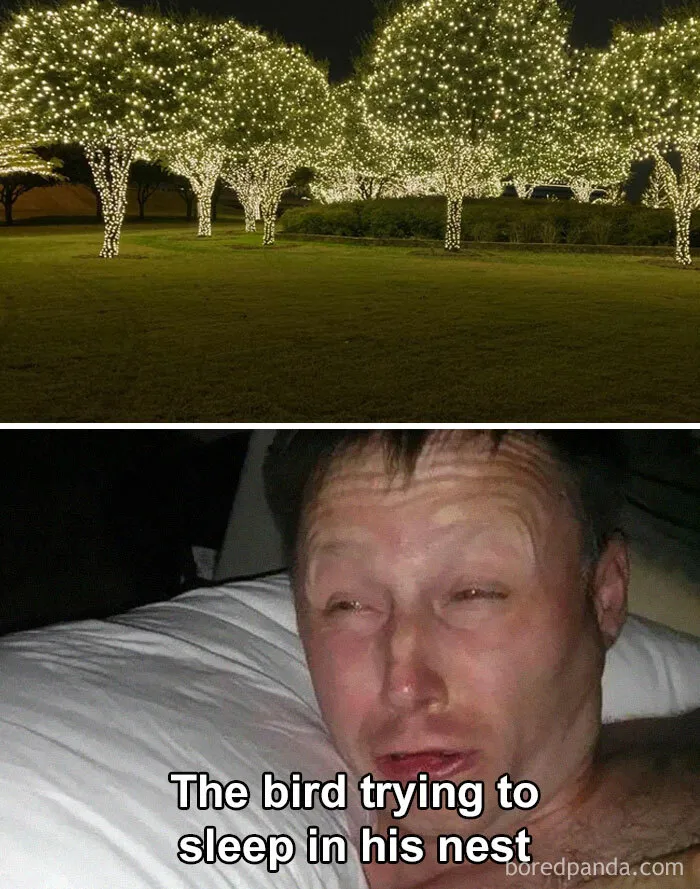 30 Of The Best “Birding Memes” Shared On This Dedicated Facebook Page