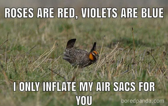 30 Of The Best “Birding Memes” Shared On This Dedicated Facebook Page
