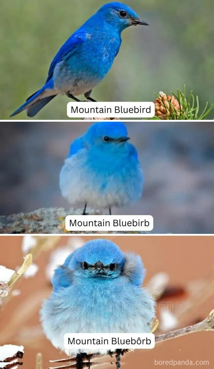 30 Of The Best “Birding Memes” Shared On This Dedicated Facebook Page