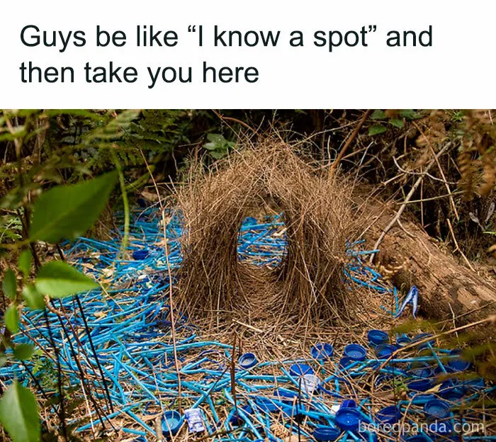 30 Of The Best “Birding Memes” Shared On This Dedicated Facebook Page
