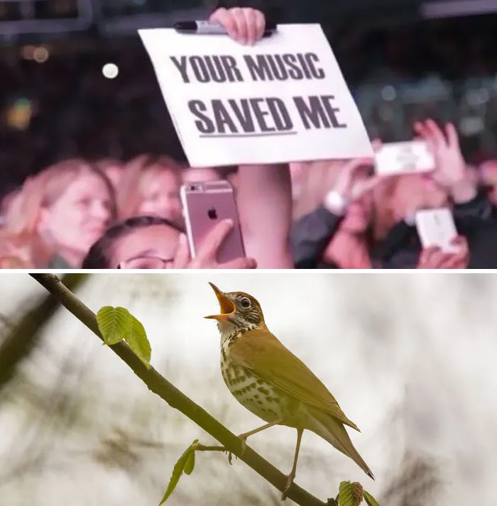 30 Of The Best “Birding Memes” Shared On This Dedicated Facebook Page