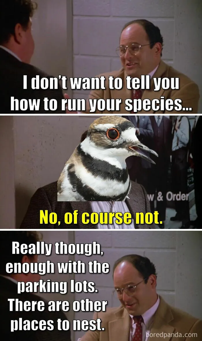 Scene from Seinfeld with text about bird species and nesting, featuring a bird head edited onto a person, birding memes humor.
