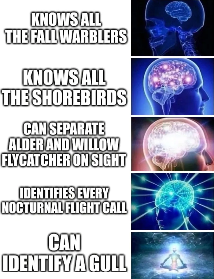 30 Of The Best “Birding Memes” Shared On This Dedicated Facebook Page