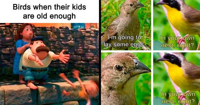 30 Of The Best “Birding Memes” Shared On This Dedicated Facebook Page
