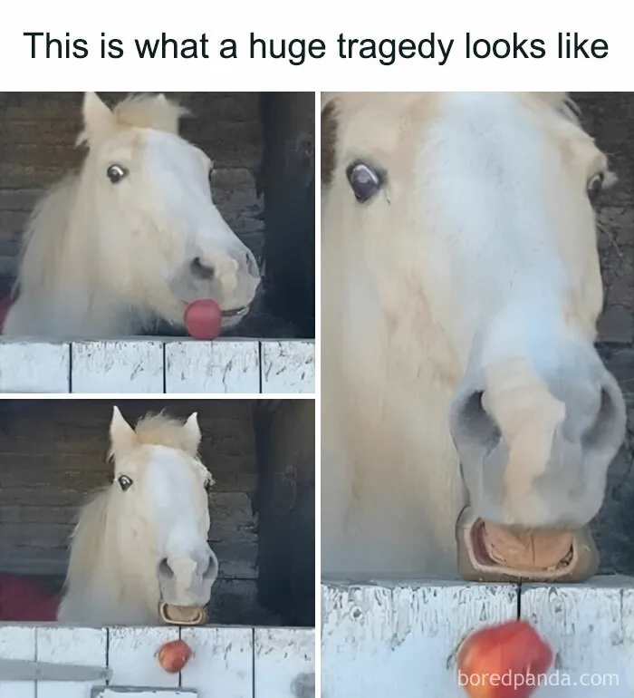 Eyes Almost Popped Out 🤭😂 I Hope They Gave Him Two Apples After This Traumatic Experience