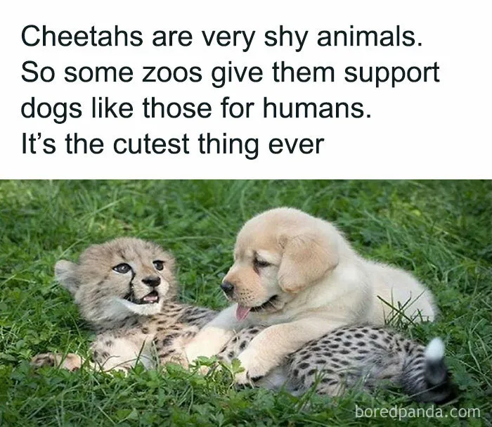 Doggos Are Everyone's Best Friend At This Point