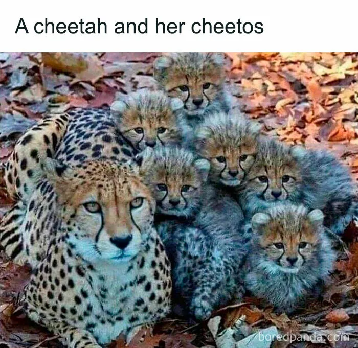 This IG Page Is Dedicated To Random And Funny Memes, Here Are The 50 Best Ones
