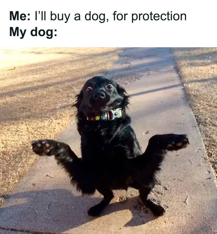 These 50 Memes Are Just What You Need to Take a Break and Have a Giggle (New Pics)