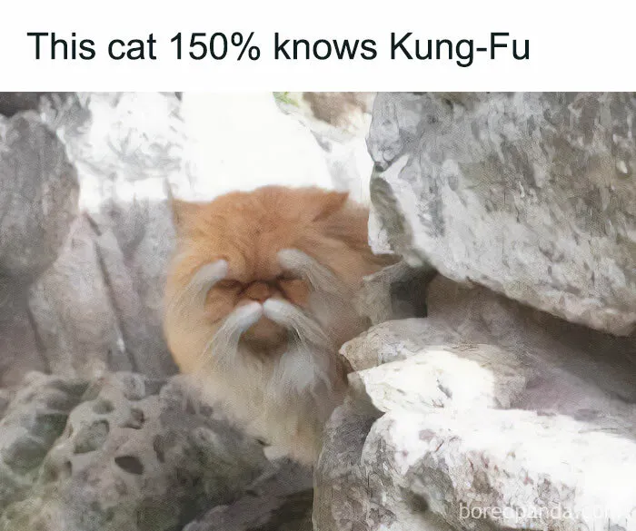 50 Times Animals Were The Perfect Meme Format, As Shared On This Instagram Page