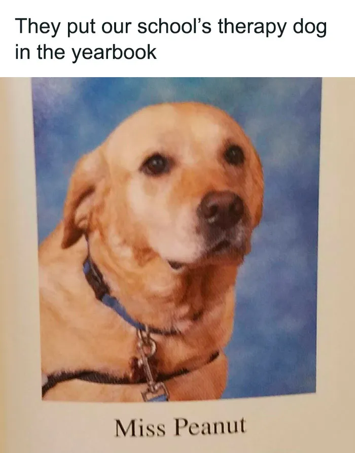 50 Times Animals Were The Perfect Meme Format, As Shared On This Instagram Page