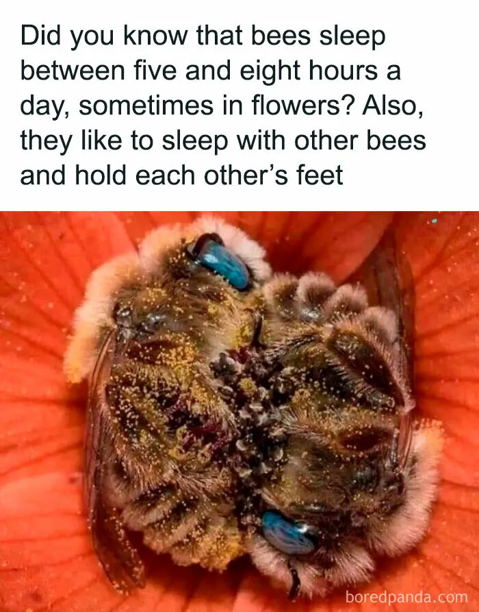 50 Times Animals Were The Perfect Meme Format, As Shared On This Instagram Page
