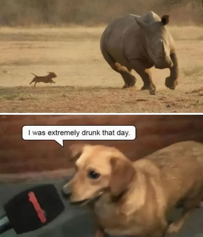 50 Times Animals Were The Perfect Meme Format, As Shared On This Instagram Page