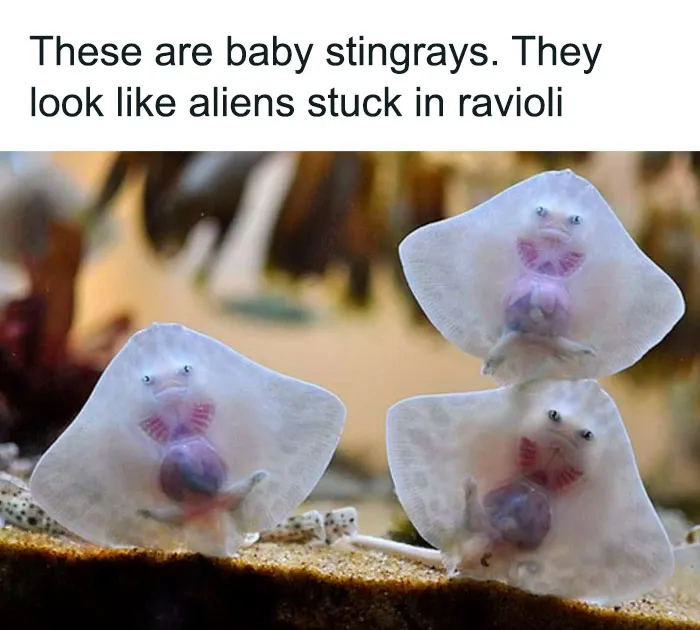 50 Times Animals Were The Perfect Meme Format, As Shared On This Instagram Page