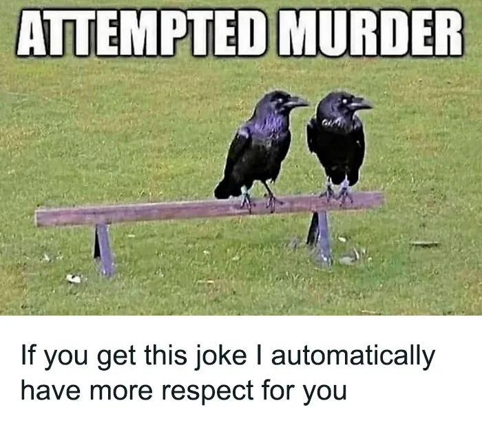 50 Times Animals Were The Perfect Meme Format, As Shared On This Instagram Page
