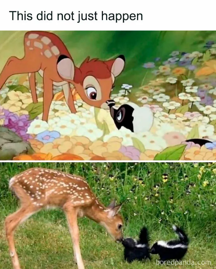 50 Times Animals Were The Perfect Meme Format, As Shared On This Instagram Page