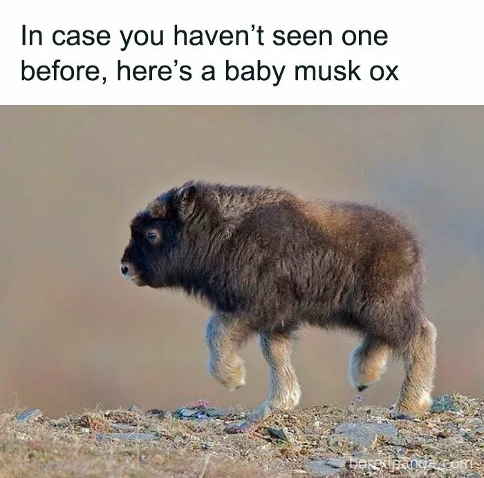 50 Times Animals Were The Perfect Meme Format, As Shared On This Instagram Page