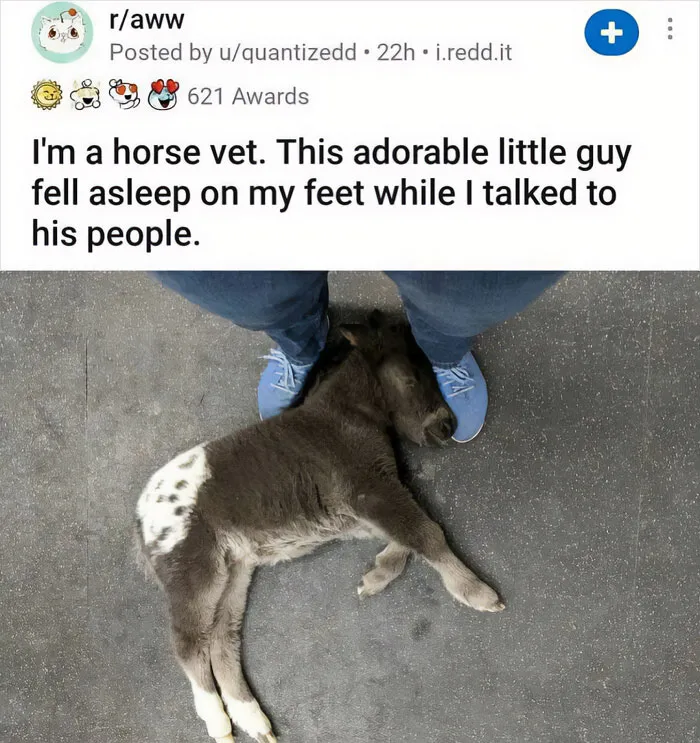 50 Times Animals Were The Perfect Meme Format, As Shared On This Instagram Page