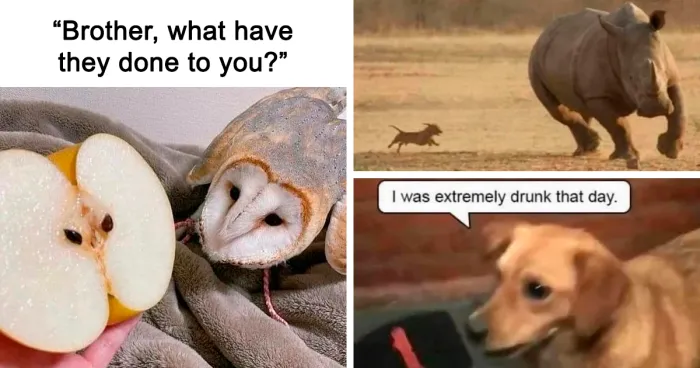 50 Times Animals Were The Perfect Meme Format, As Shared On This Instagram Page