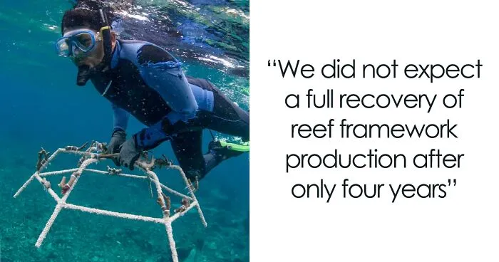 Full Recovery For A Lifeless Coral Reef Within 4 Years, Study Finds