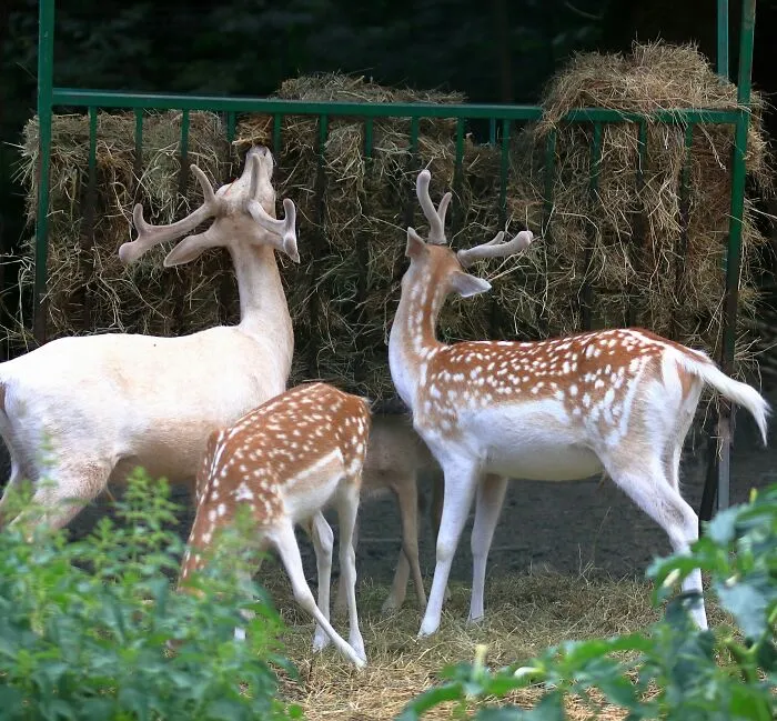 Someone Asks Zookeepers "What Are Zoo Secrets That People Wouldn’t Believe?", Gets 21 Replies