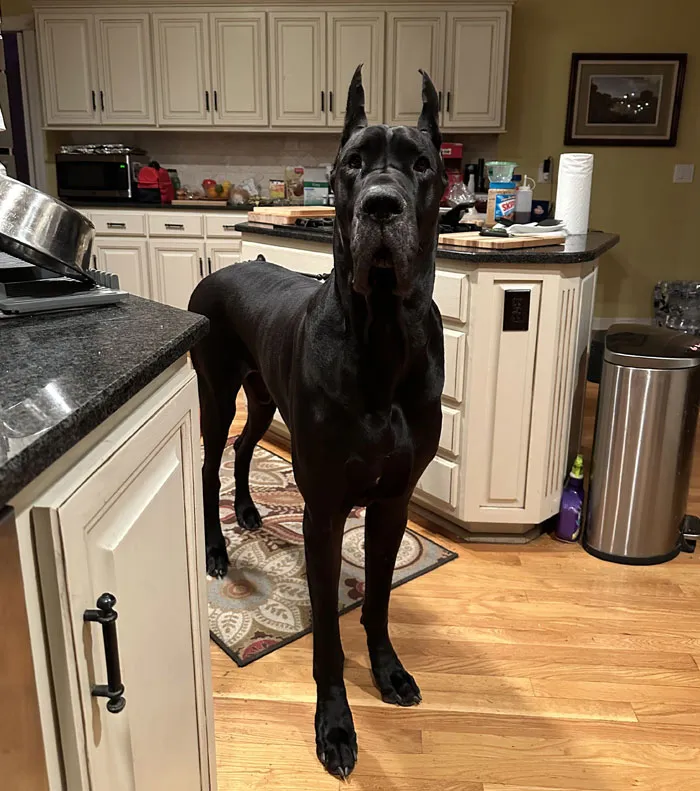 When Someone Complains About Dog Expenses, I Laugh Simply Because This Is The Kind Of Dog I Got To Provide For