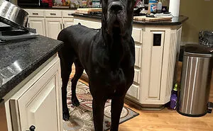 50 Dogs That Are Absolute Units And Don't Know How Big They Are (New Pics)