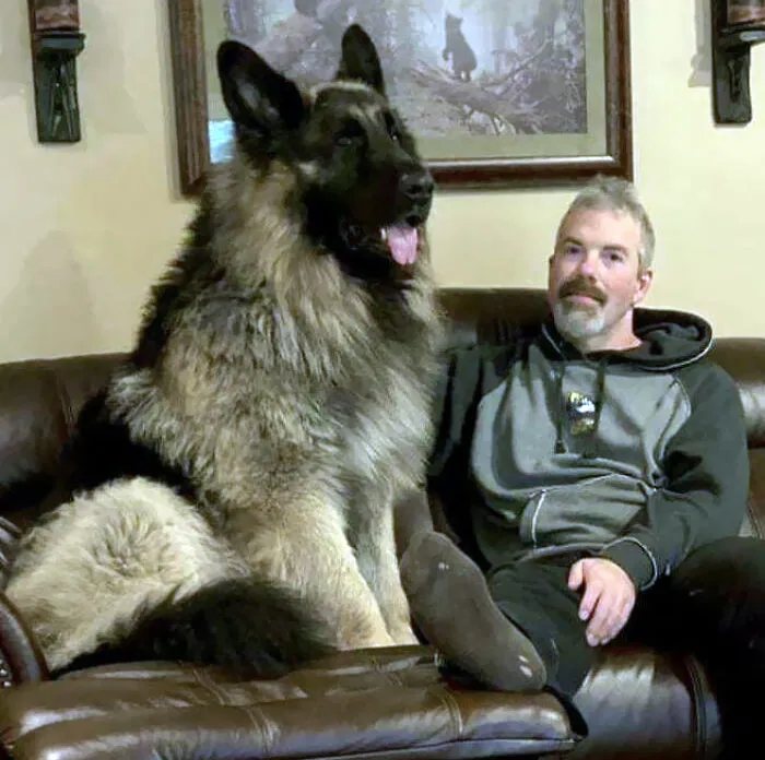 DNA Came Back - 93% German Shepherd, 7% Unidentifiable. We’re Guessing Grizzly Bear