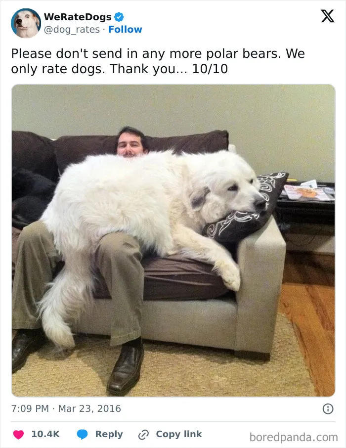 He May Look Like A Bear But He Identifies As A Lap Dog