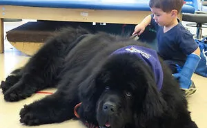 50 Dogs That Are Absolute Units And Don't Know How Big They Are (New Pics)
