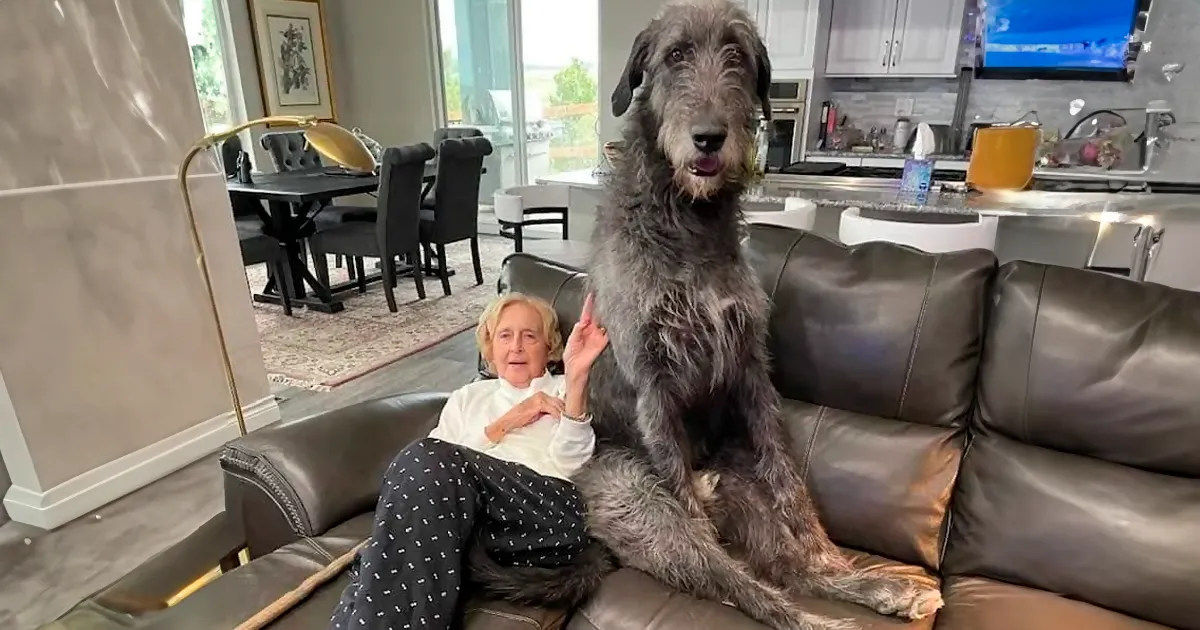 40 Perros que no entienden lo GRANDES que son (Nuevas fotos)