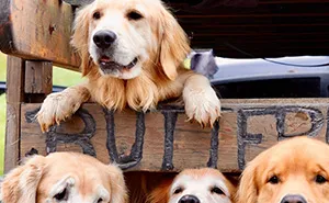 “People Cry Because They Are So Happy”: Visitors Flock To Experience The “Golden Retriever Hour”